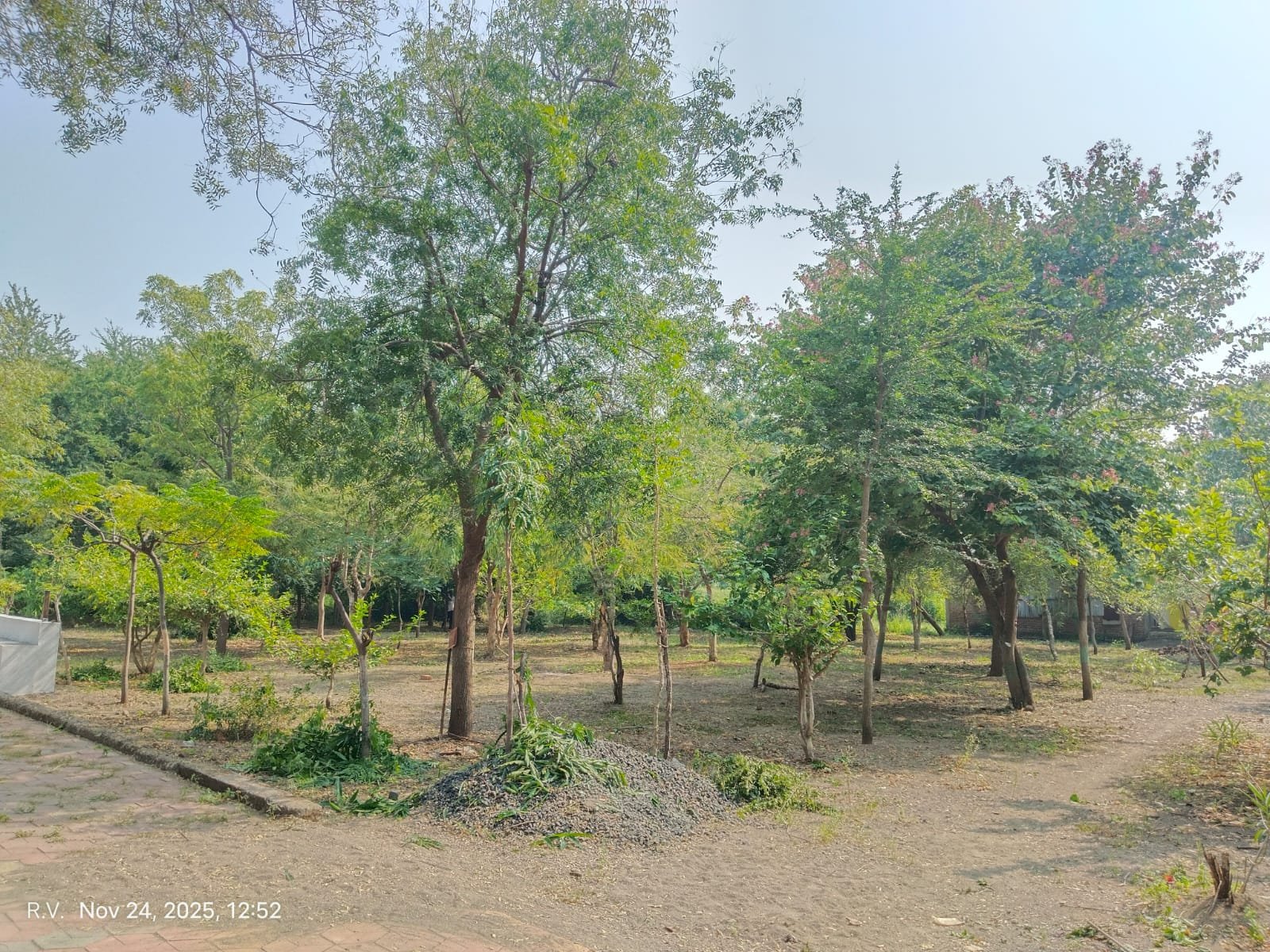 स्मशानभुमीमध्ये वृक्षलागवड